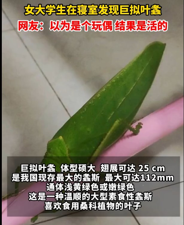 盘点南方那些超大的动物