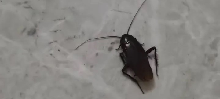 盘点南方那些超大的动物