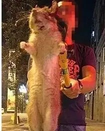 盘点南方那些超大的动物