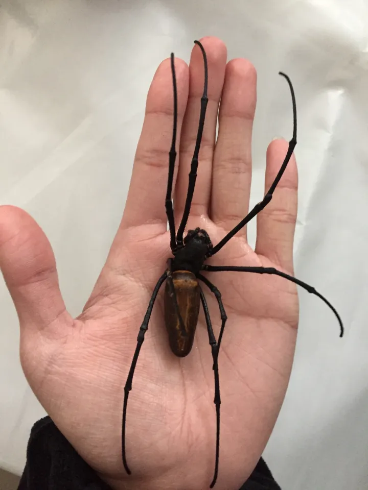 盘点南方那些超大的动物