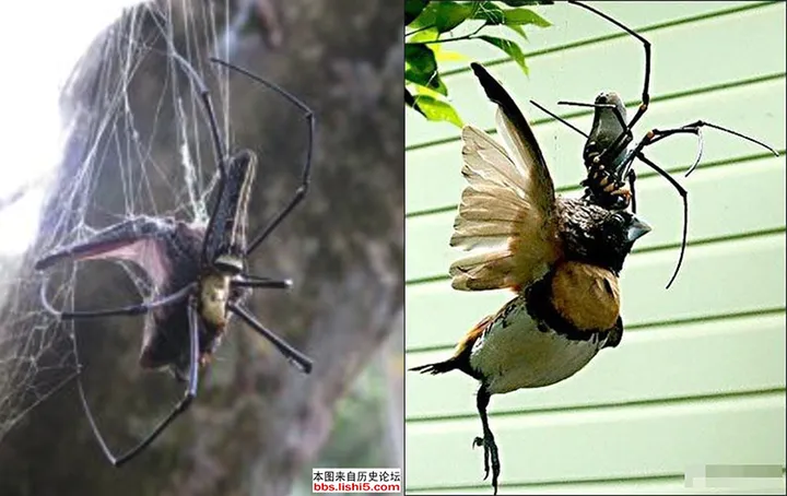 盘点南方那些超大的动物