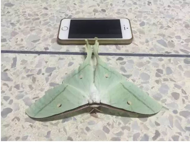 盘点南方那些超大的动物