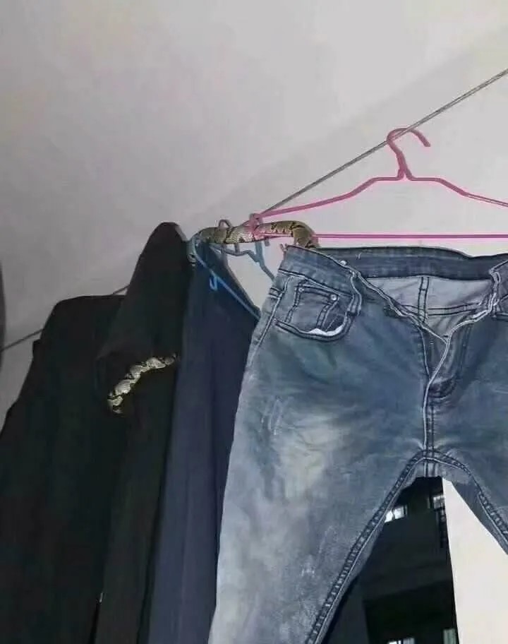 盘点南方那些超大的动物